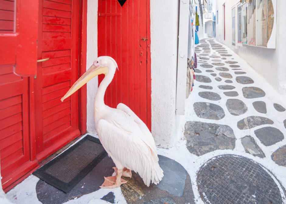 Petros, the pelican of Mykonos, outside a red door in the capital of the island.
